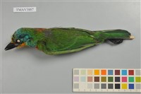 藏品(五色鳥)的圖片